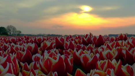 Alejándose-De-Un-Campo-De-Tulipanes-Holandés,-El-Cielo-Se-Vuelve-Naranja-Debido-A-La-Arena-Del-Sáhara-En-El-Aire