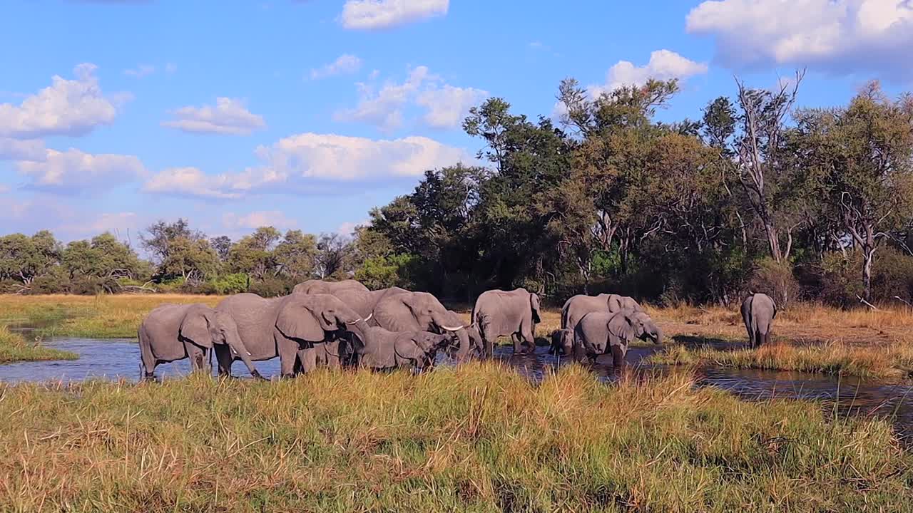 코끼리 무리는 보츠와나의 오카방고 삼각주에서 시원한 물을 즐깁니다.
