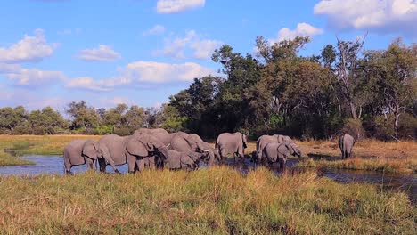 elephant herd enjoys the cool water in botswana's okavango delta