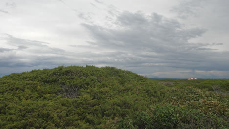 Dense-vegetation