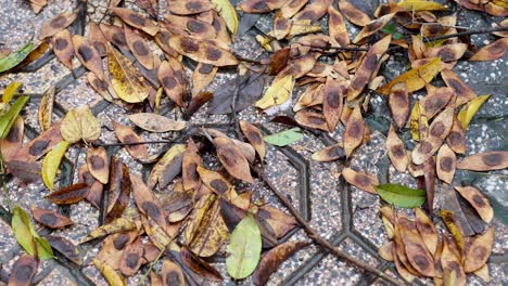 leaves scattered on a patterned pavement