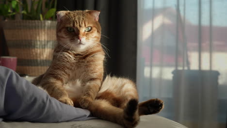 scottish fold cat on a bed