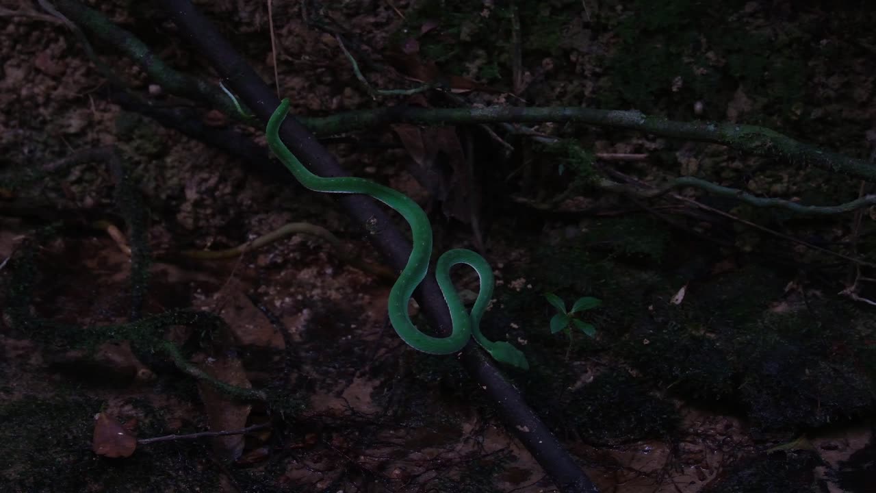 A zoom out of this individual hunting as the camera reveals its full length and the position at the stream, Vogel's Pit Viper Trimeresurus vogeli, Thailand