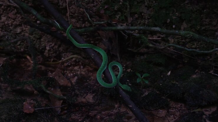 A zoom out of this individual hunting as the camera reveals its full length and the position at the stream, Vogel's Pit Viper Trimeresurus vogeli, Thailand