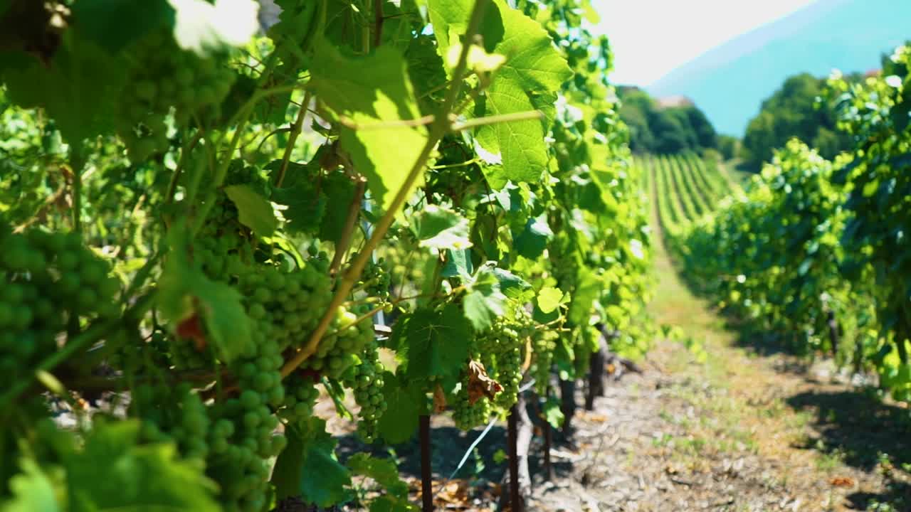 pan a lo largo de filas de viñas de uva verdes y exuberantes en los alpes suizos