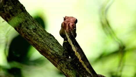 Mirando-Hacia-El-Bosque-Y-Luego-Gira-La-Cabeza-Hacia-La-Derecha,-Jardín-Forestal-Lagarto-Calotes-Emma,-Parque-Nacional-Kaeng-Krachan,-Tailandia