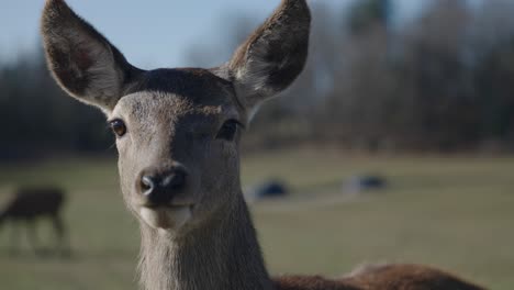Curious-Female-Red-Deer-Walking-Towards-Camera---Parc-Omega---Safari-Park-In-Quebec,-Canada