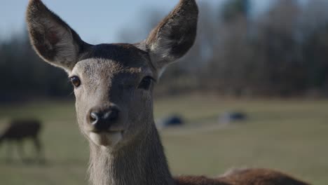 curious female red deer walking towards camera - parc omega - safari park in quebec, canada