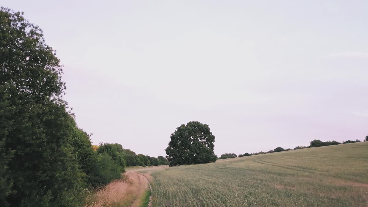 antena moviéndose desde el campo sobre un árbol en verano en stevenage, hertfordshire, inglaterra, reino unido