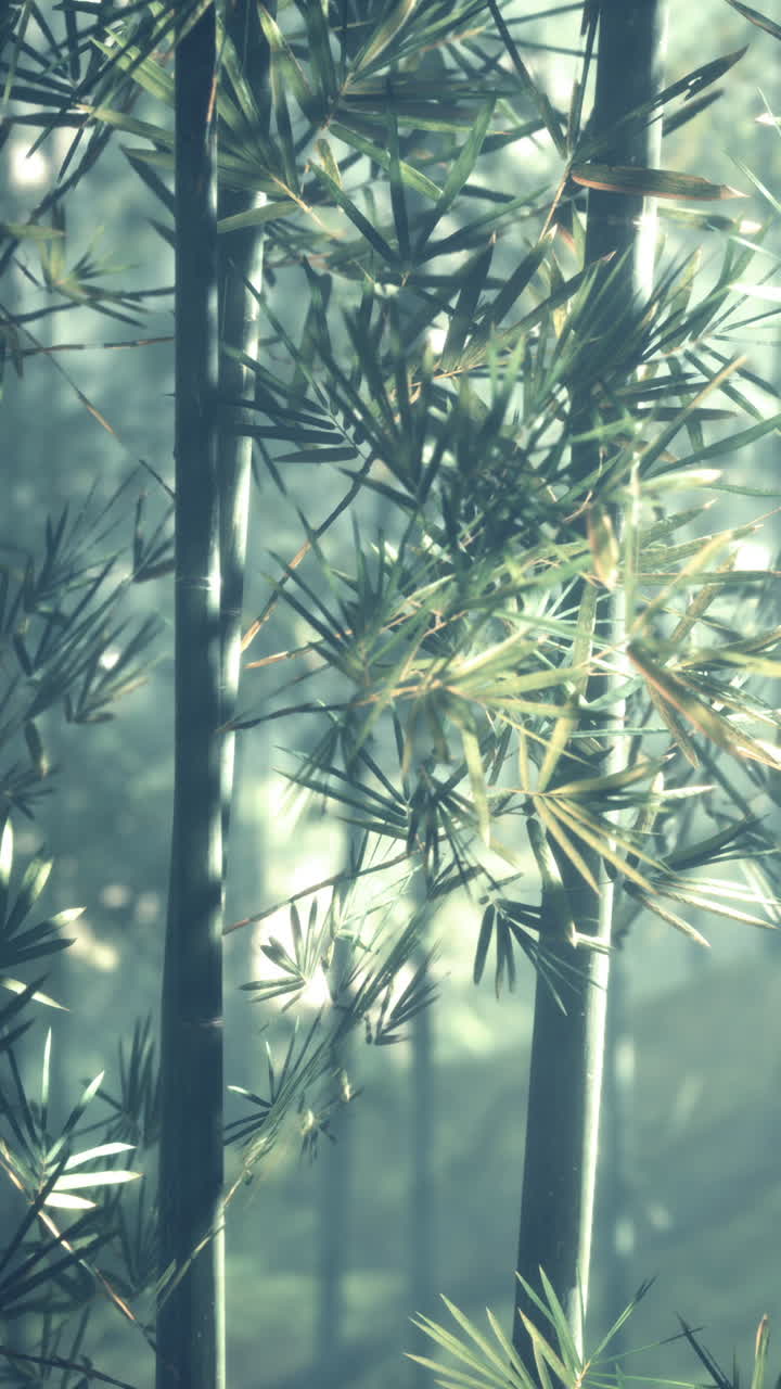 bosque de bambú a la luz del sol