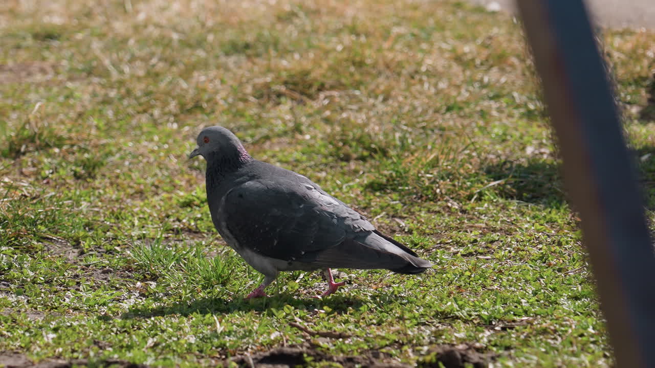 Close up of pigeon walking on grassy patch with sunlight highlighting feathers while other pigeons move in background, with bicycle wheels partially visible nearby