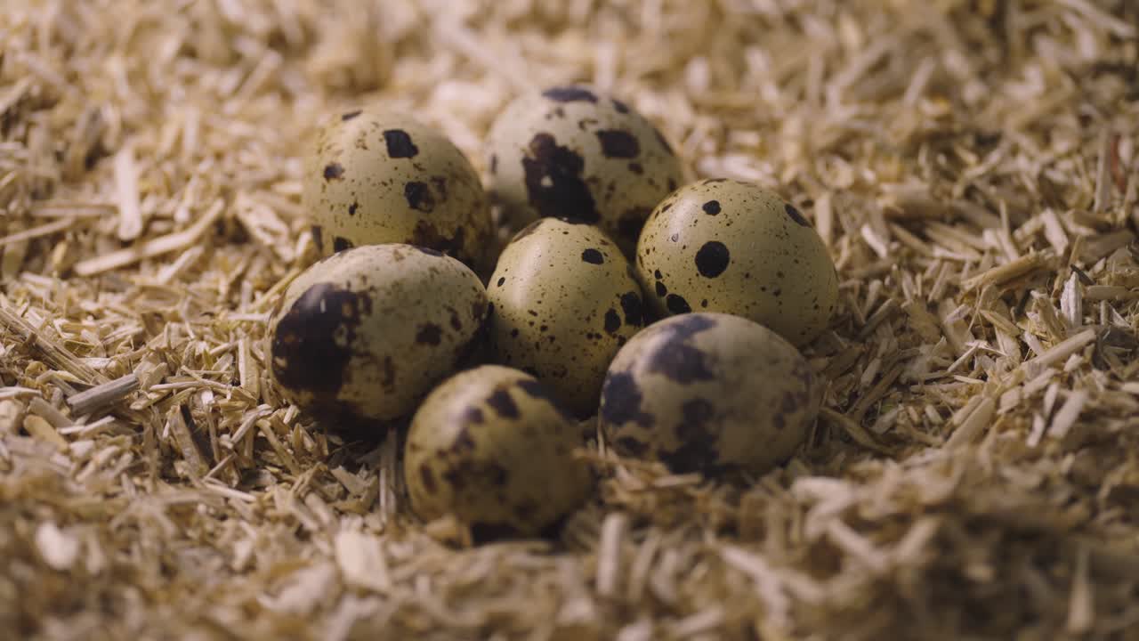 Quail Eggs in a Nest of Straw