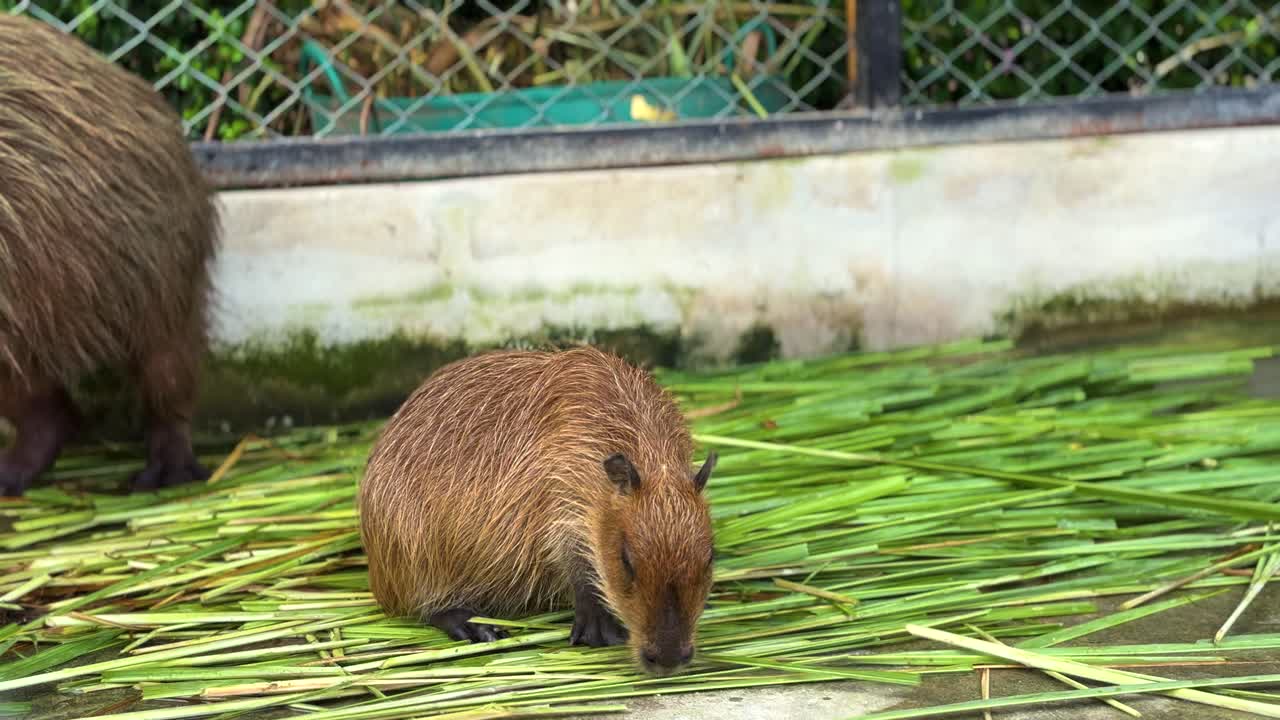 A baby capybara sitting close to his mother and eating food on the ground in a zoo.