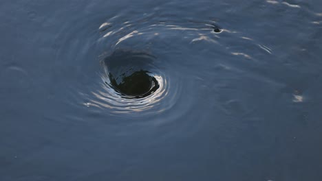 un vórtice giratorio se forma en el agua