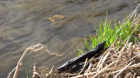 discarded plastic bag on riverbank during sunny day near yangjaecheon in seoul, south korea