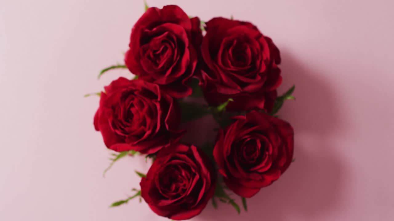 Bouquet of red roses on pink background at valentine's day
