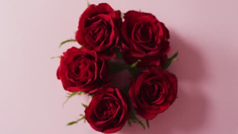 bouquet of red roses on pink background at valentine's day