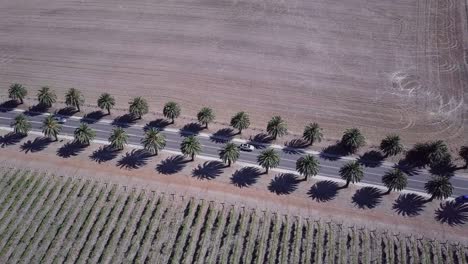 palm-tree lined seppeltsfield road with traveling cars in the barossa valley, adelaide, south australia