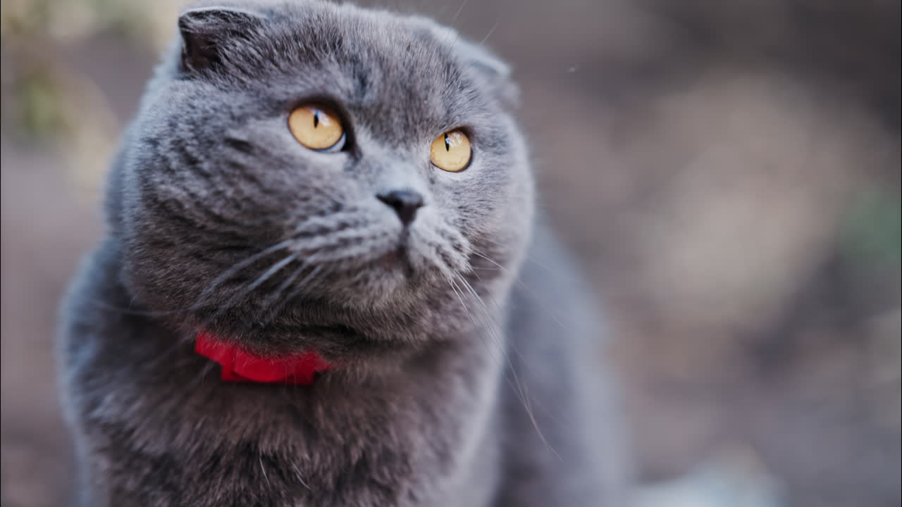 Close up of a Scottish Fold cat with orange eyes and a red collar in a garden with a blurred background