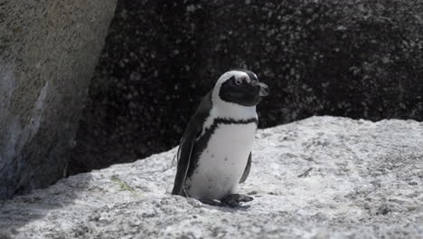 pequeño y lindo pingüino en una roca en sudáfrica