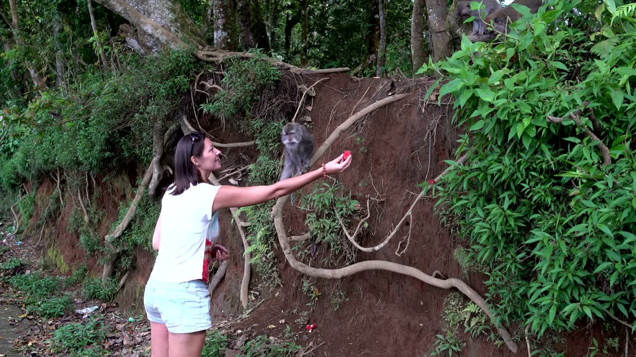Monkeys take a longan fruit from a woman's hands and eat