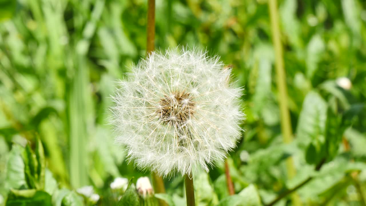 봄이 바람에 불어오는 사탕수수 씨