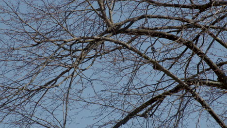 Pequeño-Gorrión-Volando-De-La-Rama-De-Un-árbol