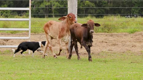 a herding dog skillfully guides cattle in a rural setting, showcasing teamwork and precision under natural lighting