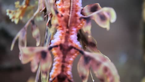 dragón de mar frondoso con huevos macro primeros planos 4k cámara lenta