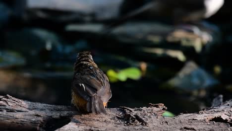 The-Abbot’s-Babbler-is-found-in-the-Himalayas-to-South-Asia-and-the-Southeast-Asia