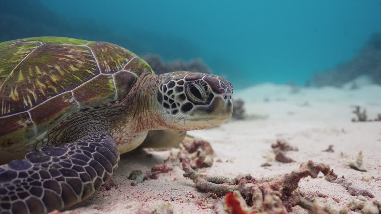 Close up underwater shot of a Green Sea Turtle looking sleepy as he opens and closes his eyes on the sandy seabed of the ocean