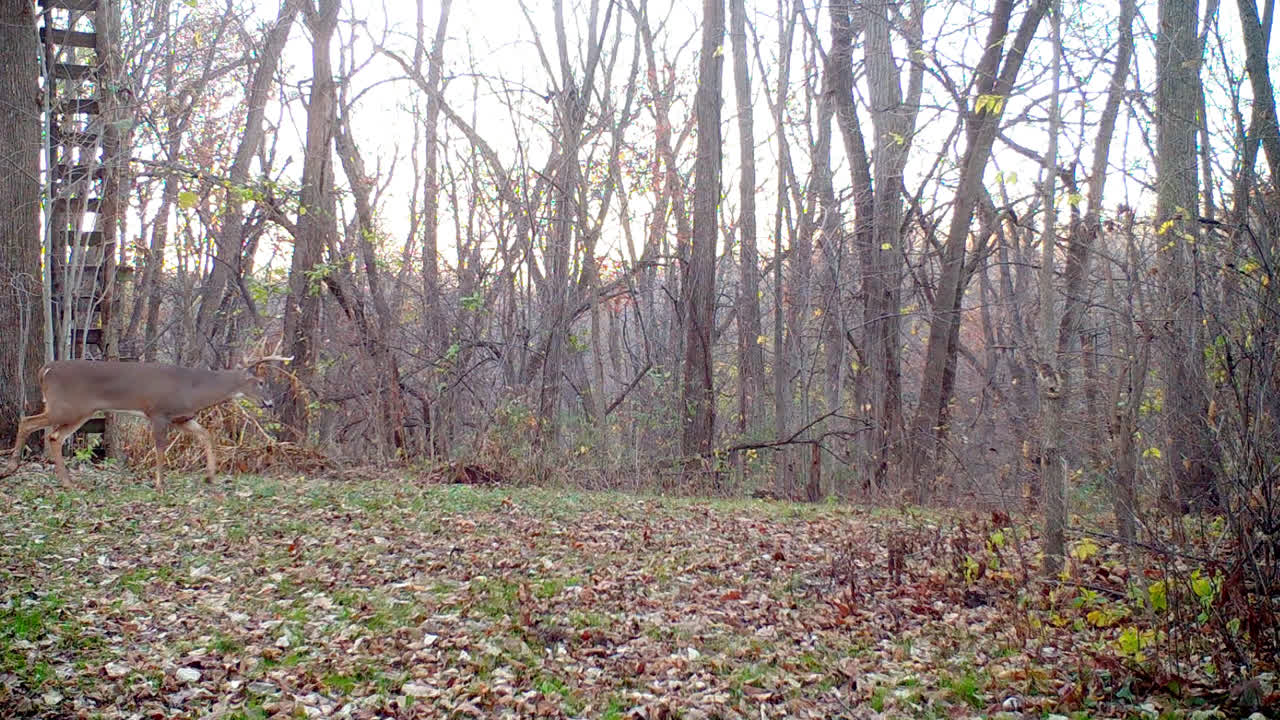 Whitetail Deer - 8-point buck in rut quickly walking thru a clearing in the woods following a doe's scent in the Midwest in the Fall; concepts of nature, game camera, wildlife and hunting
