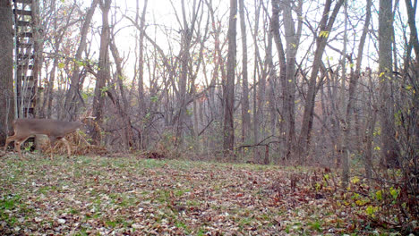 Whitetail Deer - 8-point buck in rut quickly walking thru a clearing in the woods following a doe's scent in the Midwest in the Fall; concepts of nature, game camera, wildlife and hunting