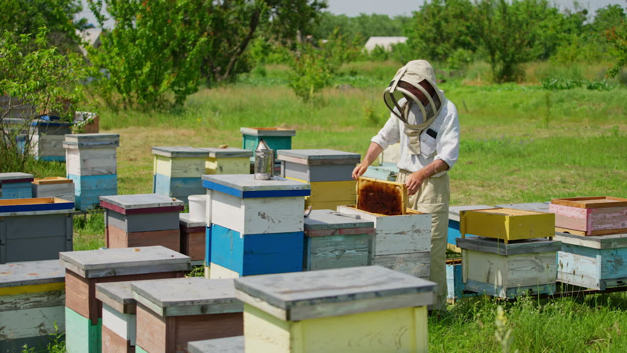 Male beekeeper shakes the bees off the honey frames. Apiarist examining his bee farm on sunny summer day. Trees at backdrop.