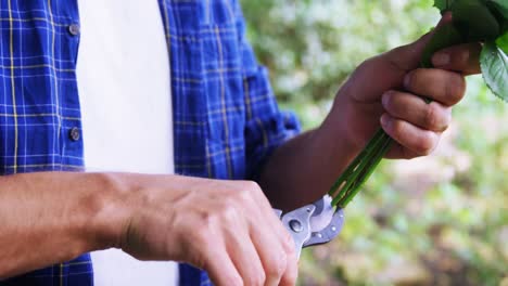 man cutting flower stem in garden