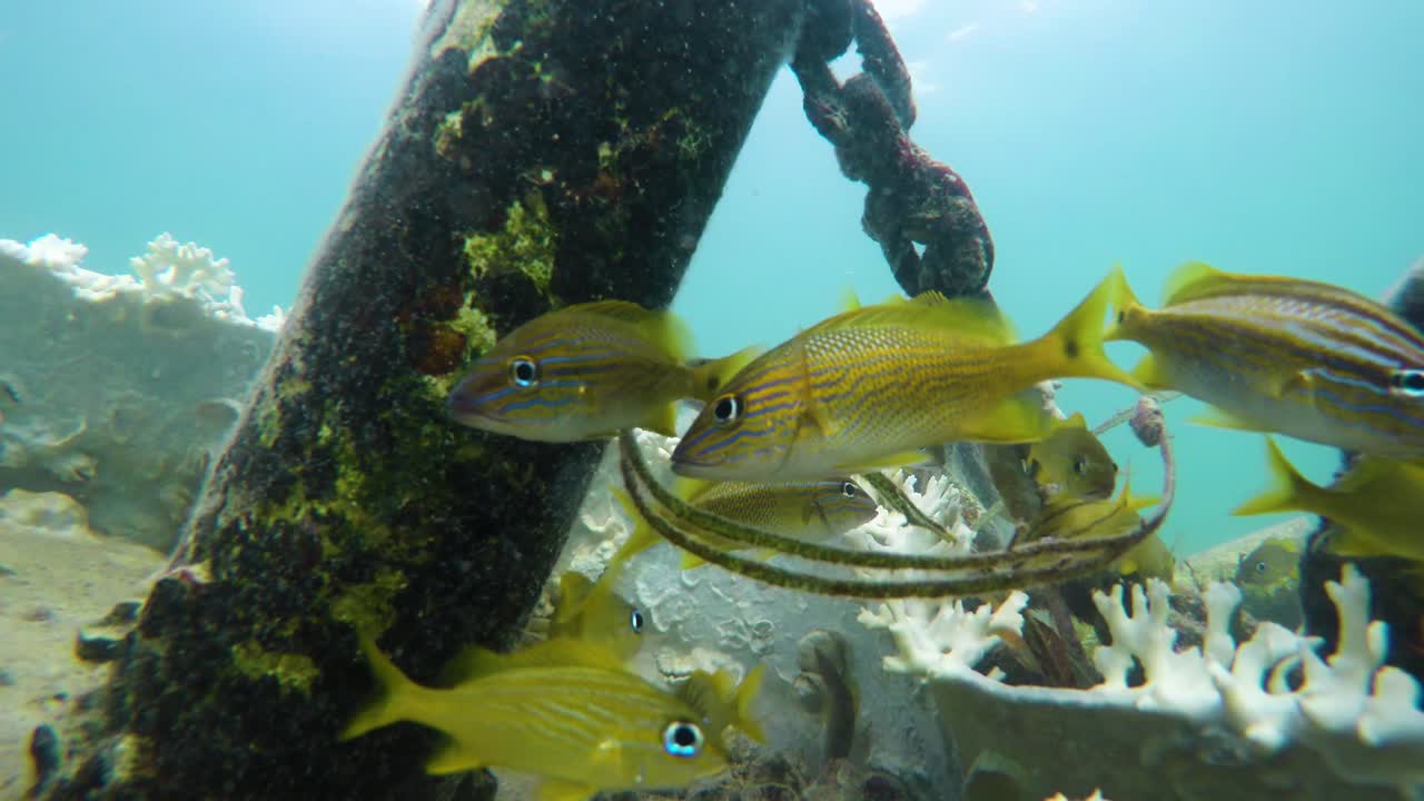 4k의 푸른 카리브해 물 스톡 비디오에 매달려 있는 작은 노란색 물고기 그룹 4k 품질의 캐리비안 바다 스톡 비디오의 아름다운 작은 물고기