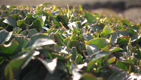 cerrar la vista en cámara lenta de las hojas de té verde antes de la cosecha