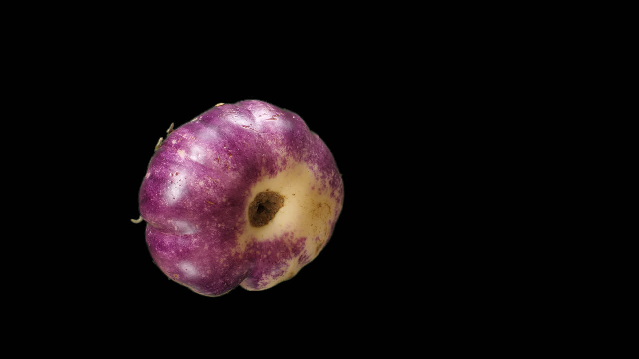 Lilla aubergine roterende med alfakanal, video i 4K