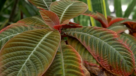 hojas de la planta de tafetán, sartén a la izquierda