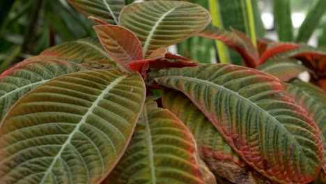 leaves of the taffeta plant, pan left