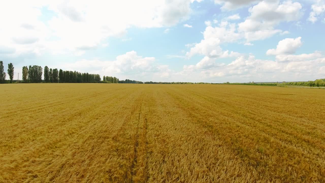 field of ripened wheat. shooting from a quadrocopter