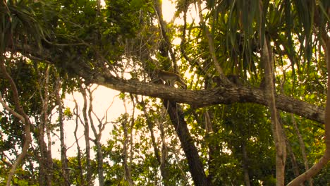 The-crab-eating-macaque,-long-tailed-macaque,-Macaca-fascicularis-group-moves-horizontally-across-branches-at-dawn