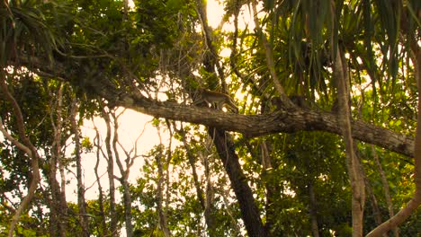 el macaco carnívoro, el macaco de cola larga, el grupo macaca fascicularis se mueve horizontalmente a través de las ramas al amanecer