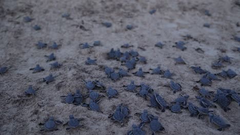 Liberación-De-Tortugas-Marinas-En-Una-Playa-Con-Sargazo