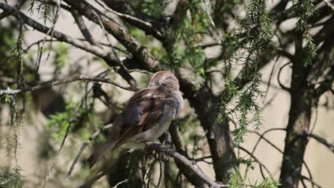 Slow-motion-shot-of-House-Sparrow-sitting-on-wooden-tree-in-nature-during-sunlight,close-up