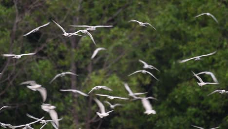 Los-Charranes-Son-Aves-Marinas-Que-Se-Pueden-Encontrar-En-Todo-El-Mundo-En-El-Mar,-Ríos-Y-Otros-Cuerpos-De-Agua-Más-Amplios