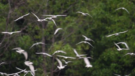 los charranes son aves marinas que se pueden encontrar en todo el mundo en el mar, ríos y otros cuerpos de agua más amplios
