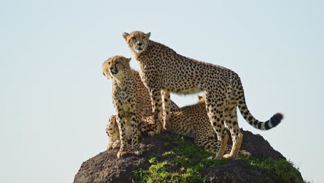 slow motion of cheetah family in africa, african wildlife animals in masai mara, kenya, mother and cheetah cubs looking for prey when hunting on a termite mound lookout on safari in maasai mara