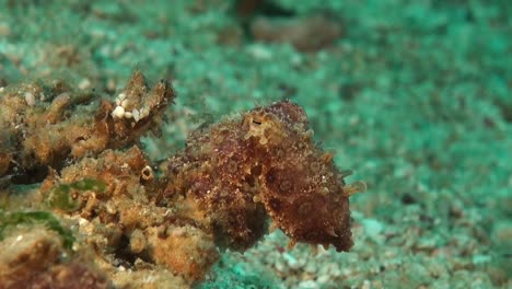 blue ring octopus sitting on coral rock in perfect camouflage on coral reef in the philippines