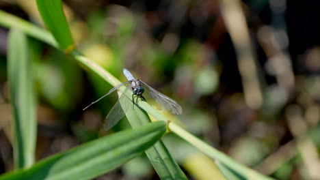 close up: wild dragonfly resting on green plant during sunny day in wilderness - 4k prores high quality footage